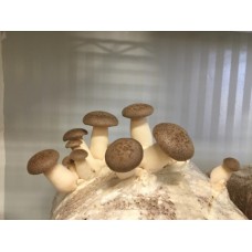 Mushroom Kit - King Oyster (Pleurotus Eryngii) - Difficulty medium only fruits in winter - FREE Shipping